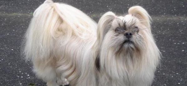 猎犬的饲养指南（了解猎犬的特点，让你的宠物更健康快乐）