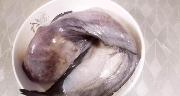白兔鱼饲养全指南（从选购到繁殖，一文解决）