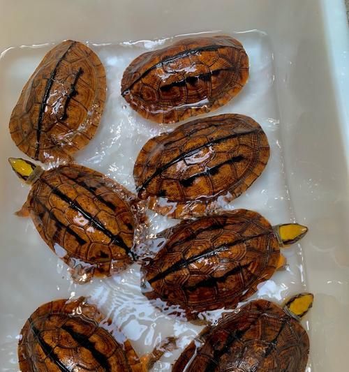 马达加斯加大头侧颈龟饲养指南（以宠物为主，打造温馨家庭）