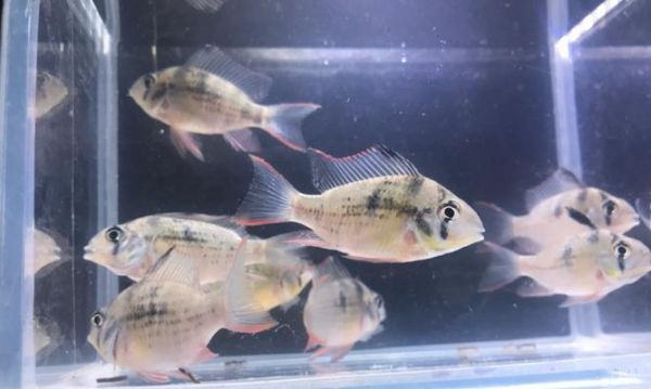 玻利维亚凤凰的饲养方法（宠物饲养指南）
