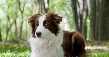 澳大利亚牧羊犬饲养指南（从喂养到训练，全面了解这个可爱的工作狗）