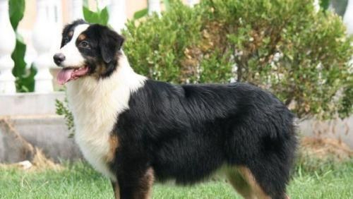 澳大利亚牧羊犬饲养指南（从喂养到训练，全面了解这个可爱的工作狗）