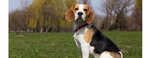 比格犬的饲养指南（宠爱比格犬，让它健康快乐）
