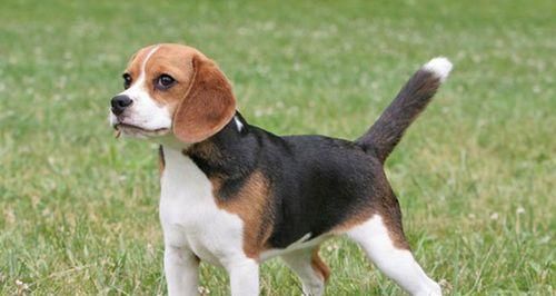 比格犬的饲养指南（宠爱比格犬，让它健康快乐）