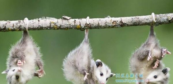 北美负鼠饲养指南（从基本需求到健康管理，教你如何照顾你的负鼠）