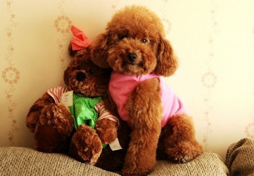 贵宾犬常见病及宠物护理要点