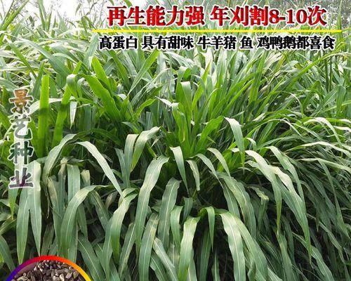 墨西哥兔的饲养方法（了解养殖墨西哥兔的技巧和要点）
