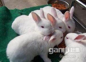 宠物兔养护要点