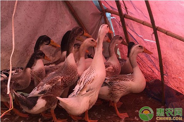 养殖课堂：肉鸭饲料配方的介绍-图片版权归惠农网所有