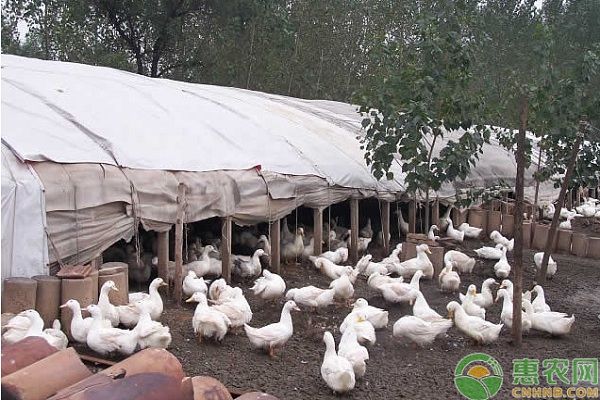 养殖课堂：肉鸭饲料配方的介绍-图片版权归惠农网所有