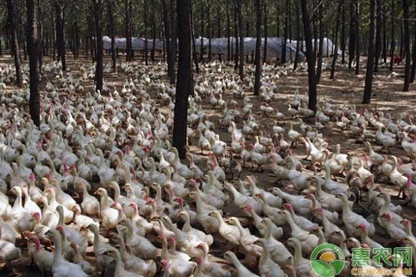养殖课堂：肉鸭饲料配方的介绍-图片版权归惠农网所有