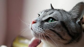 猫以食为天——科学选购猫粮指南