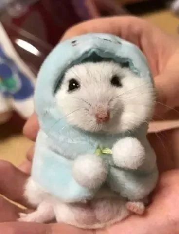雪球仓鼠饲养秘籍,一招搞定!