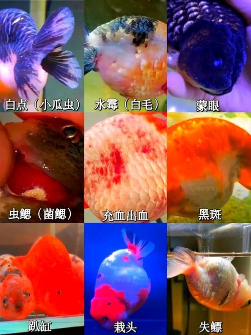 观赏鱼常见病及防治