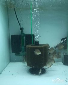 水妖精鱼缸VS过滤器,宠物控必看!