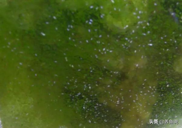 鱼缸出现小白虫怎么办