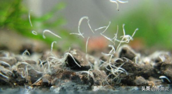 鱼缸出现小白虫怎么办
