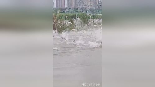 钓鱼人的天堂，这鱼也太欢腾了~