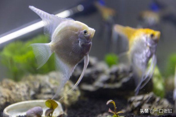 鱼缸过滤器哪种好用