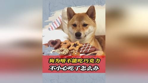 为什么狗不能吃巧克力？如果不小心吃了会怎么样？涨知识了