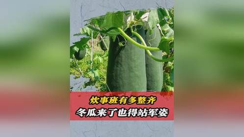 部队的炊事班有多整齐？冬瓜来了也得站军姿，最后一项令人破防