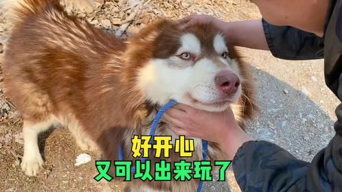 救下的20只待宰狗狗个个活泼惹人爱，收容不是终点以领养代替购买