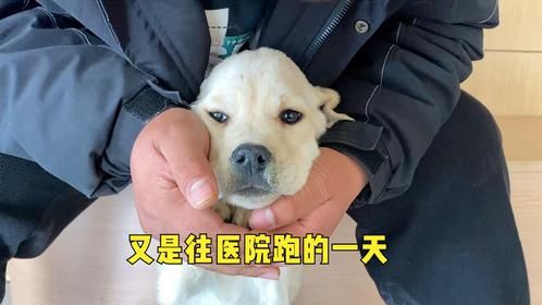 苦苦坚持救助路，医药费没结清小院毛孩子又生病，负担层层加重