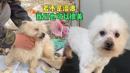 垃圾站捡回奄奄一息的小狗，心疼将它带回，清洗后直呼捡到了宝