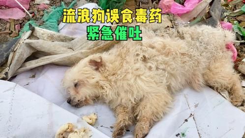 紧急救援！流浪狗误食老鼠药毒素发作痛苦不堪，小伙见状疯狂灌水