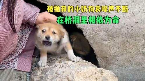 被遗弃的小狗惊吓过度，躲桥洞里哀嚎不断，摸头后秒变小奶狗