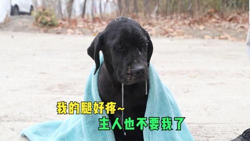 狗狗遭货车碾压，主人拿到赔偿款直接将它丢弃，孤独等死眼神绝望