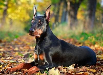 杜宾幼犬怎么喂养