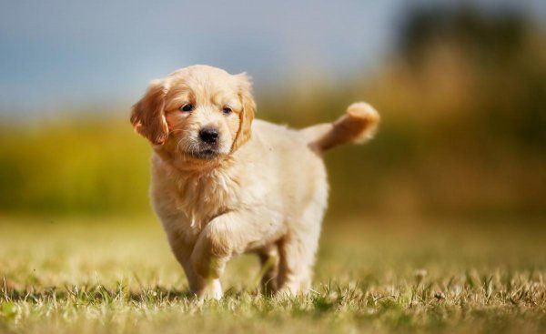 金毛幼犬怎么喂养