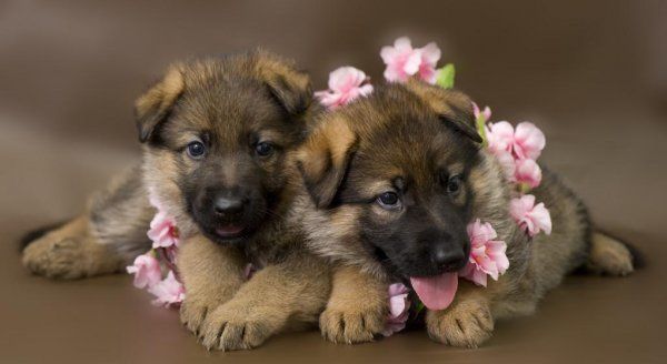 小牧羊犬怎么喂养