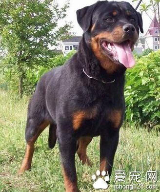 罗威纳幼犬要如何饲养