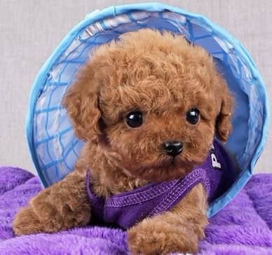 泰迪幼犬怎么养