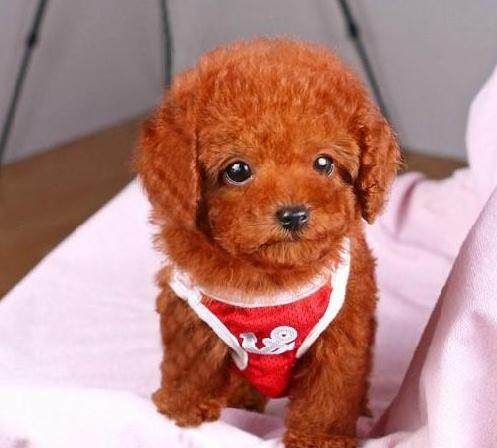 泰迪幼犬怎么养