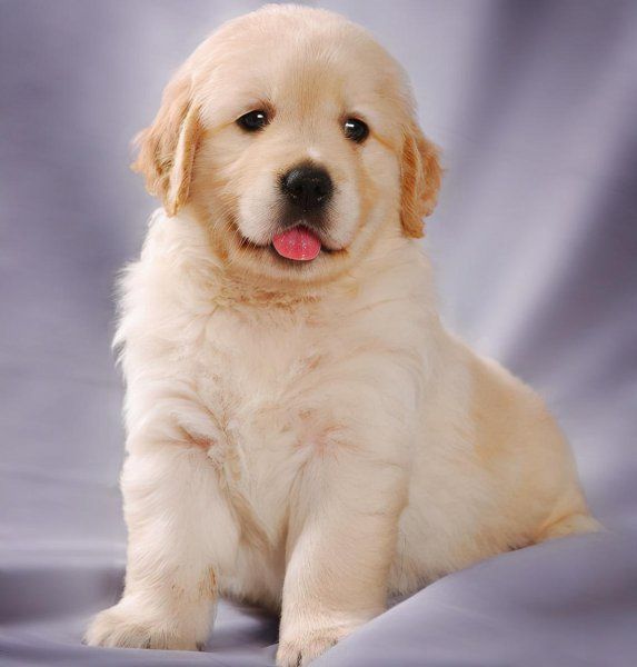 金毛犬幼犬怎么养