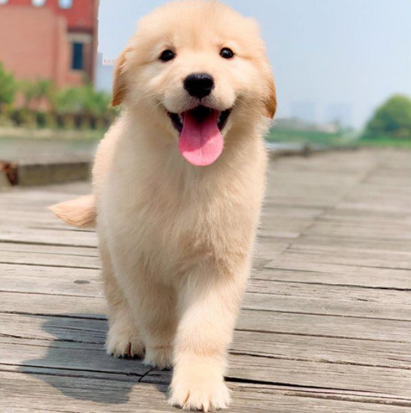 金毛犬幼犬怎么养