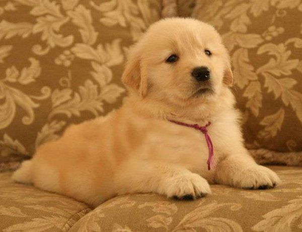 金毛犬幼犬怎么养