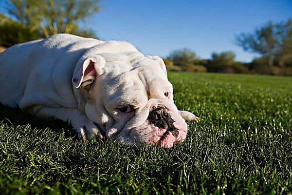 英国斗牛犬幼犬怎么养