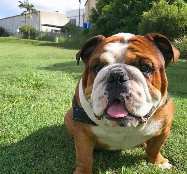 英国斗牛犬幼犬怎么养