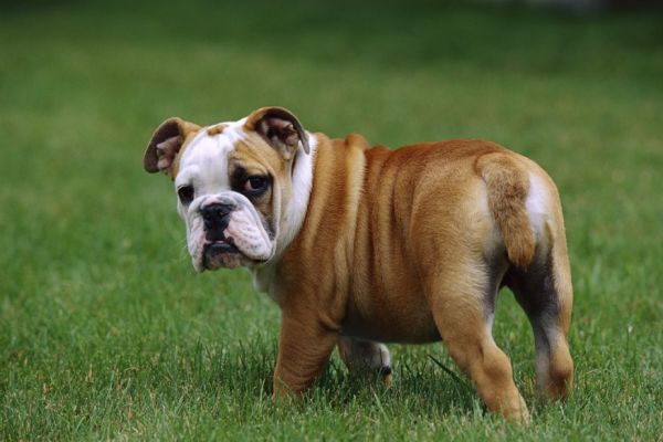英国斗牛犬幼犬怎么养
