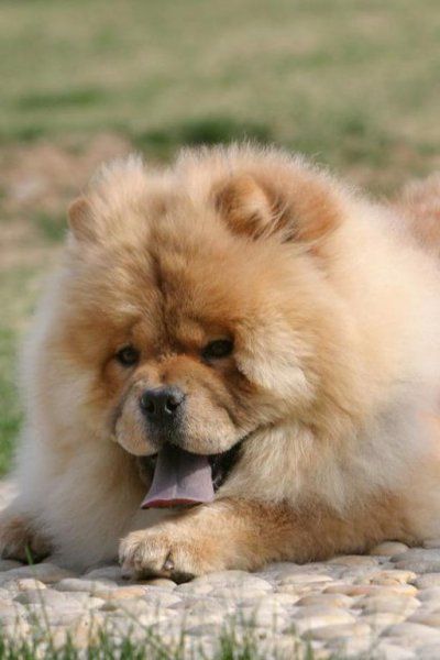 松狮幼犬怎么喂养