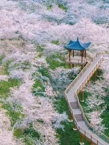 3月武汉赏樱花