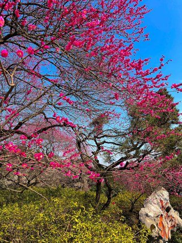 天气不错，来植物园看梅花