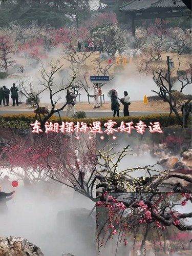 武汉东湖梅园，雾梅美爆了❗️❗️错过又要等一年！