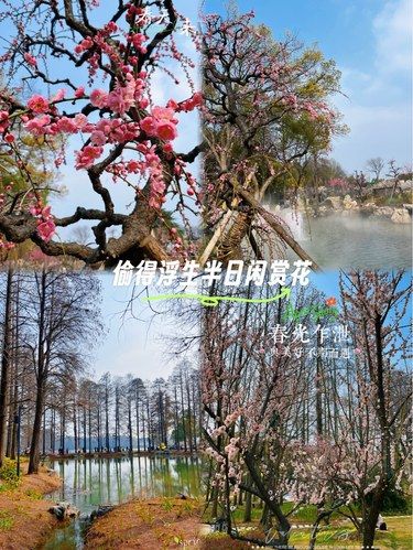 偷得浮生半日闲，赏梅去