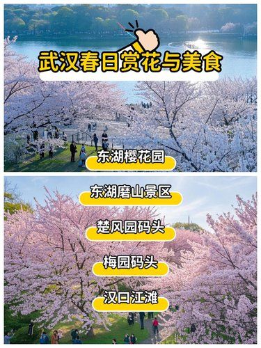 春满江城：24 小时的极致赏春攻略