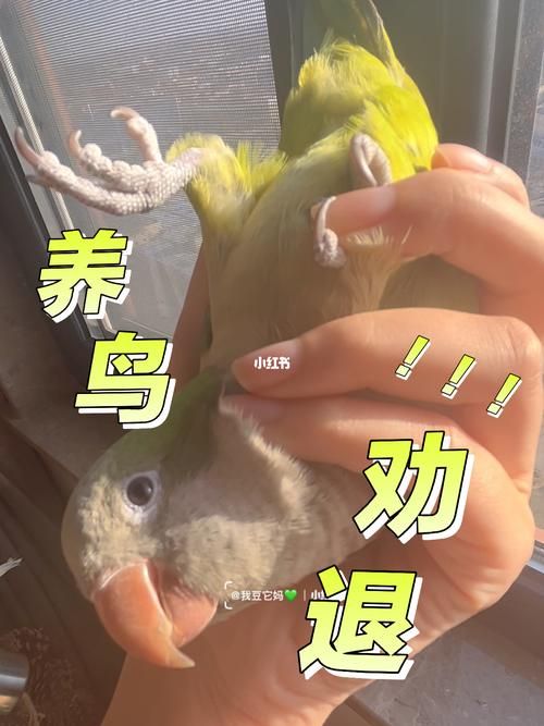 养鸟能不能带出去飞-养鸟可以放养吗